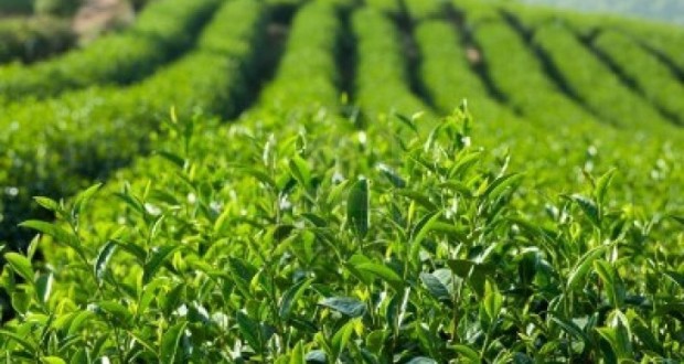 ბიოლოგიურად სუფთა ჟურნალისტიკა