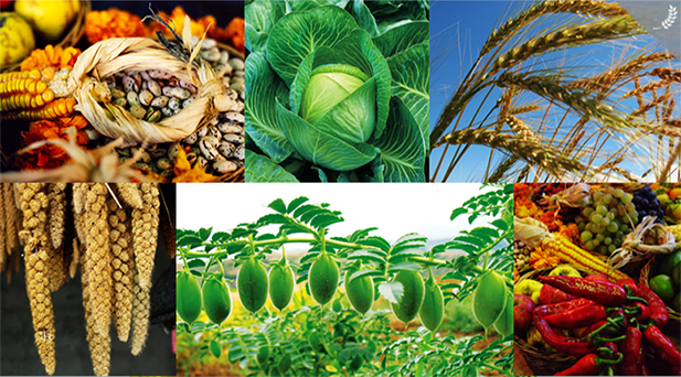 მედიატექნოლოგია აგრობიომრავალფეროვნებისა და თანამედროვე ბიოტექნოლოგიის საჩვენებლად