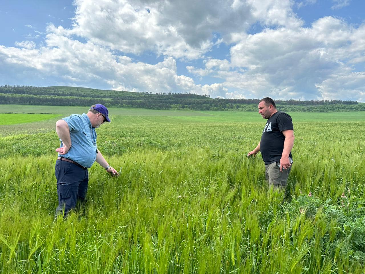 კლიმატის ცვლილებები და ტრადიციული მარცვლოვნების ჯიშები