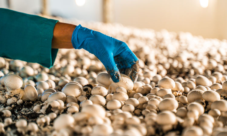 ქართული მიცელიუმის ამბავი და სოკოს მოყვარულებისთვის შექმნილი ახალი გვერდი ციფრულ მედიაში - პოსტი III