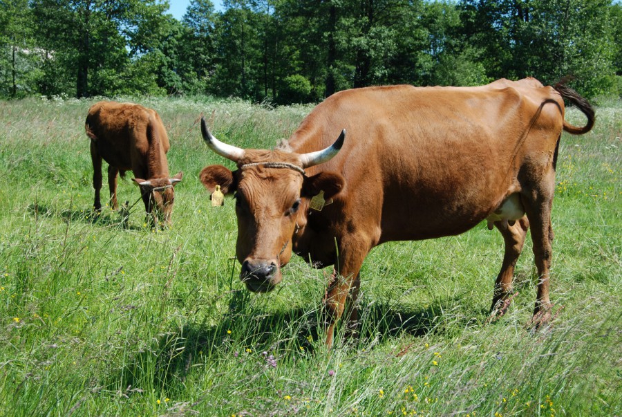პროფილაქტიკური კარანტინის წესის დამტკიცების შესახებ