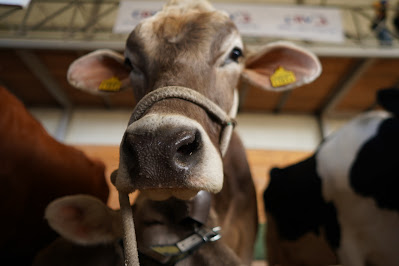 მესაქონლეობის ექსპოზე ჯიშობრივად მრავალფეროვანი საქონელი წარმოადგინეს